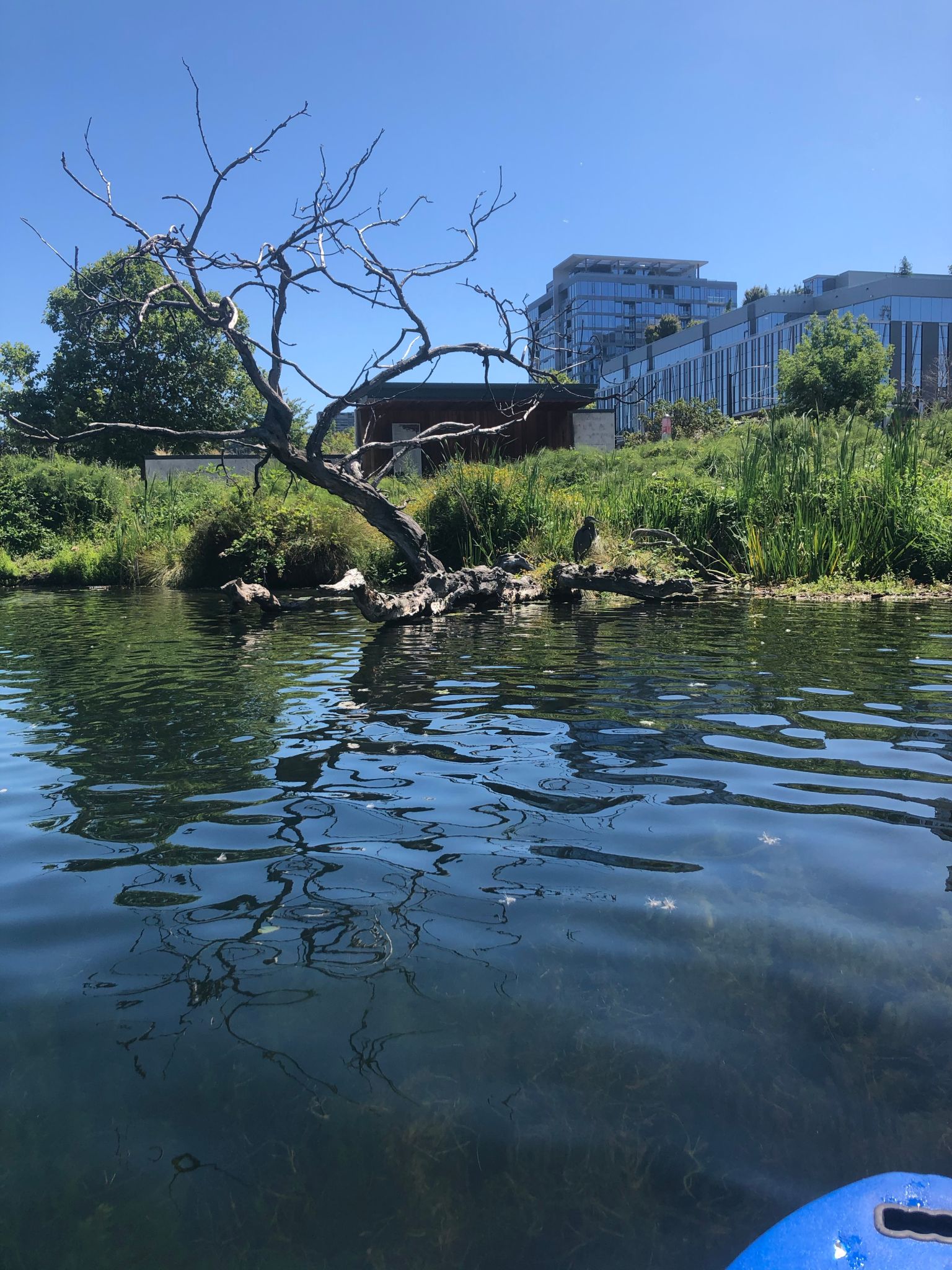 paddleboarding seattle