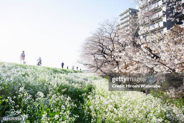 people walking in a residential area with cherry blossoms in bloom - social & economic life stock pictures, royalty-free photos & images