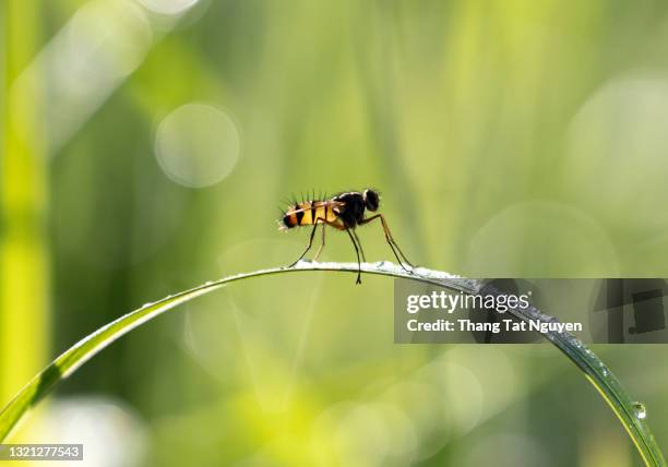 insect in morning drew green grass - doe foot stock pictures, royalty-free photos & images