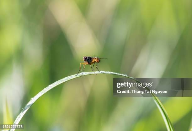insect in morning drew green grass - doe foot stock pictures, royalty-free photos & images