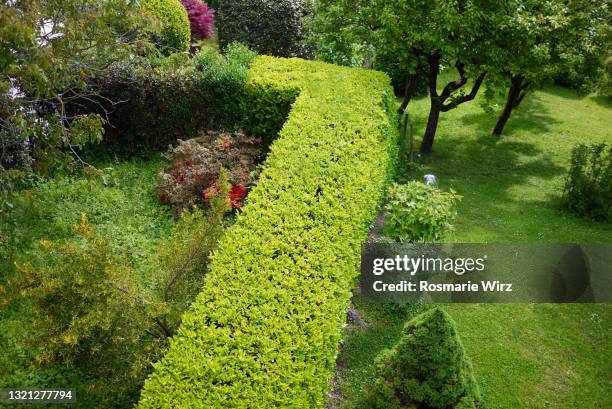 neatly cut hedge in italian garden, overhead view - hedge trimming stock pictures, royalty-free photos & images