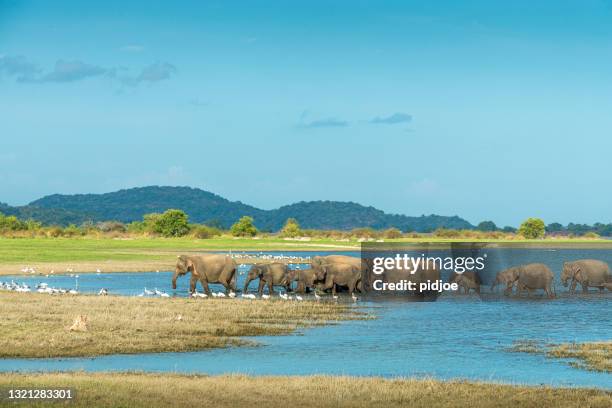 family of elephants and baby  walking in a lake, sri lanka - sri lanka elephant stock pictures, royalty-free photos & images