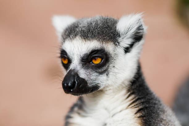 lemur at chester zoo photographed from a close up perspective, england, united kingdom - zoo art stock pictures, royalty-free photos & images
