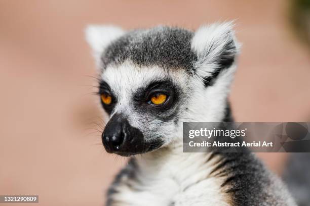 lemur at chester zoo photographed from a close up perspective, england, united kingdom - chester see stock pictures, royalty-free photos & images