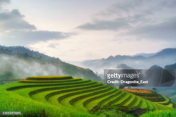 paddy rice terraces in countryside area of mu cang chai, yen bai, mountain hills valley in vietnam. - rice paddy stock pictures, royalty-free photos & images