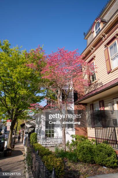 blooming dogwood by a historic house - doylestown pa stock pictures, royalty-free photos & images