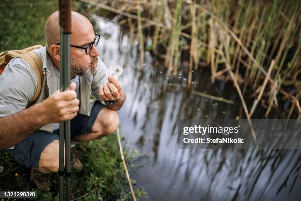 l’eau douce est un déclencheur de la vie - zone humide photos et images de collection