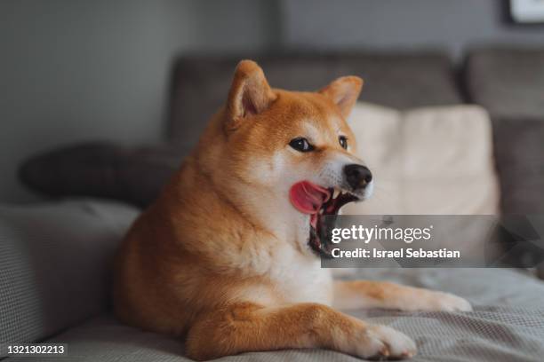 close up view of cute shiba inu breed dog yawning and sticking out his tongue because he just woke up from nap. - shiba inu fotografías e imágenes de stock