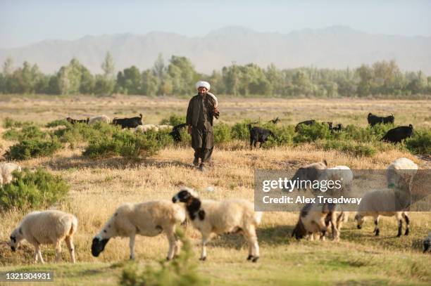 a pashtun nomad with his flock of sheep on open pasture land outside herat with distant hills just visible - afghanistan culture stockfoto's en -beelden