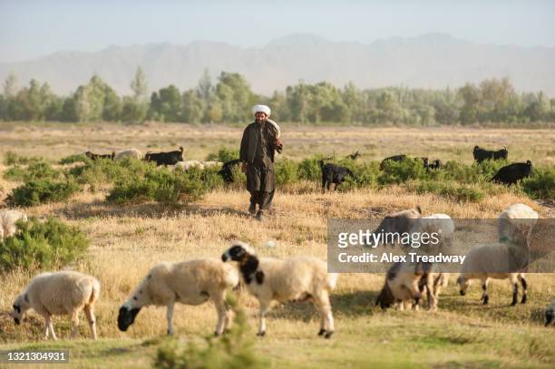 a pashtun nomad with his flock of sheep on open pasture land outside herat with distant hills just visible - sheep muster stock pictures, royalty-free photos & images