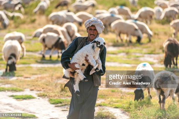 a pashtun nomad carries one of the smaller lambs back to its flock near herat in afghanistan - pashtun stock-fotos und bilder