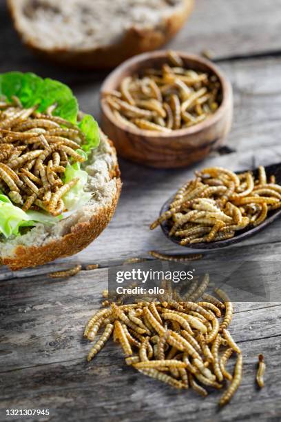 eetbare insecten als vleesvervanger. meelworm - tenebrio molitor. nieuw voedselconcept - mealworm stockfoto's en -beelden