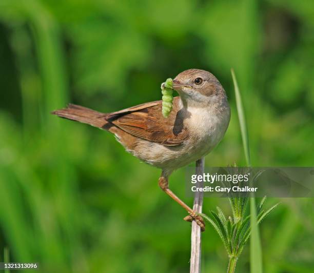 whitethroat [sylvia communis] - warbler stock pictures, royalty-free photos & images