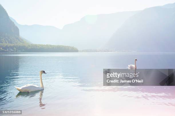 Two swans on calm water