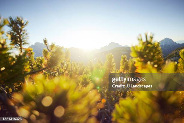 High Alpine Tree Alpine Pine Tree Photos and Premium High Res Pictures - Getty Images