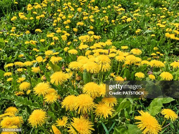 blossoming dandelion (taraxacum officinale) flowers in a meadow during sprintime. - dandelion leaf stock pictures, royalty-free photos & images