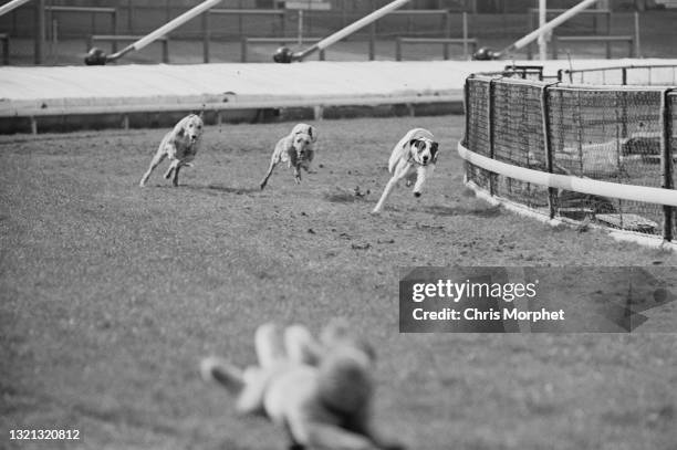 Greyhound Racing Mechanic Rabbit 38 White City Greyhounds Stock Photos, High-Res Pictures, and Images ...