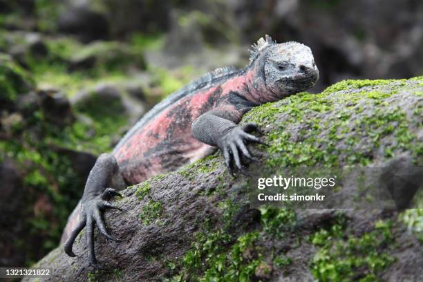 iguana marina en la roca - marine iguana fotografías e imágenes de stock