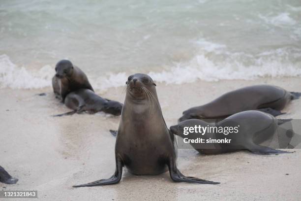 galapagos sea lions in water - zalophus californianus imagens e fotografias de stock