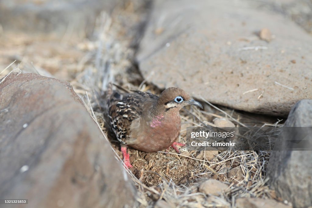 Galapagos Where