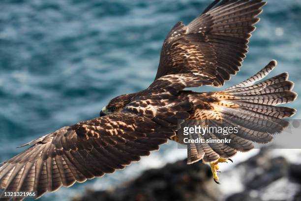 galapagos hawk flying - hawks stock pictures, royalty-free photos & images