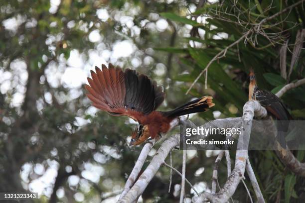pair of hoatzin perching on tree - hoatzin stock pictures, royalty-free photos & images