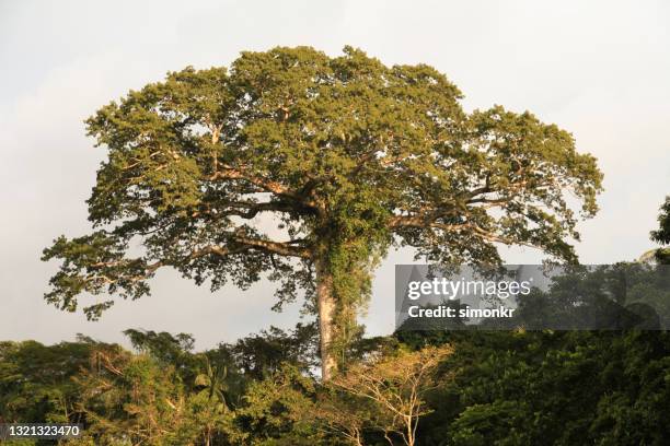 blick auf den ceiba-baum - kapokbaum stock-fotos und bilder
