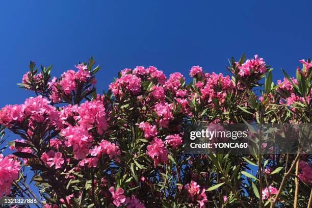 oleander flowers - oliandro imagens e fotografias de stock