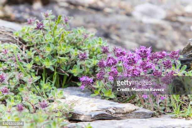 wild thyme - thymus praecox - thyme stock pictures, royalty-free photos & images