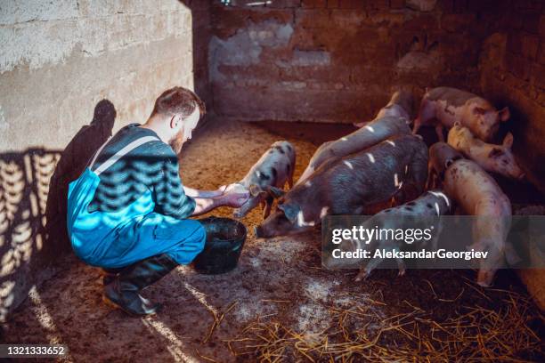 agriculteur barbu nourrissant ses porcs - rancher photos et images de collection