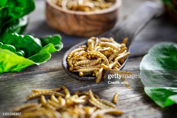 edible insects as meat substitute. mealworm - tenebrio molitor. novel food concept - insect stock pictures, royalty-free photos & images