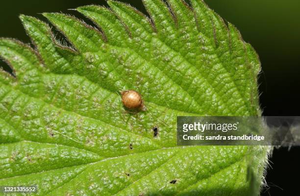 a tiny aphid on a stinging nettle leaf. - aphid stock-fotos und bilder
