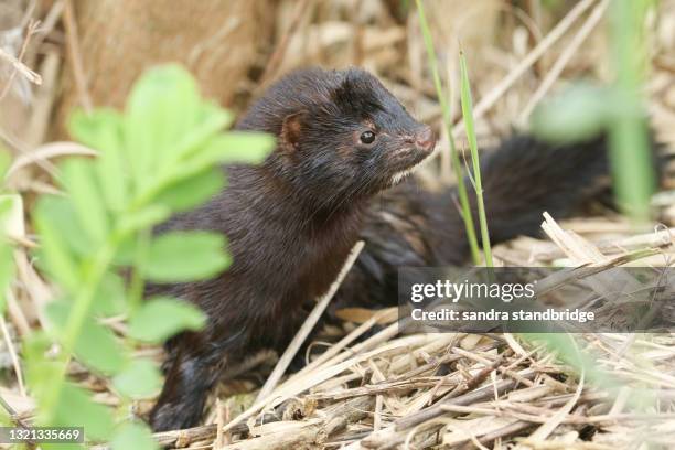 a wild american mink, neovison vison, hunting along the bank of a lake in the uk. - mustela vison stock pictures, royalty-free photos & images