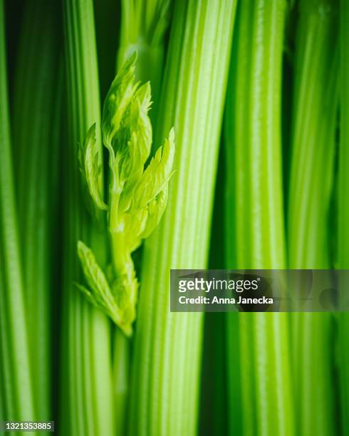 celery - bleekselderij stockfoto's en -beelden