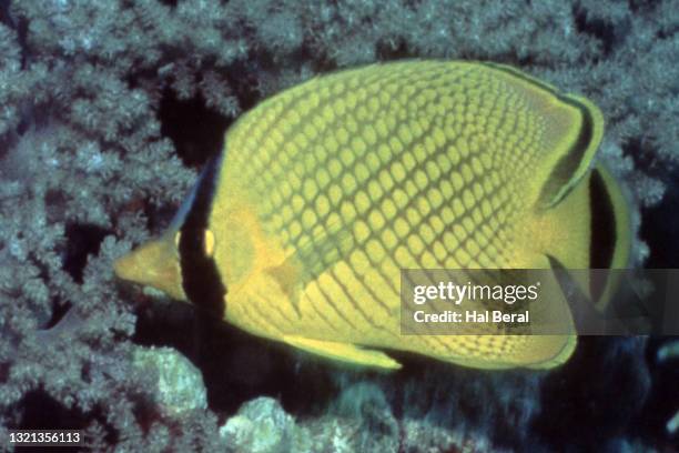 25点のアミチョウチョウウオのストックフォト Getty Images 25点のアミチョウチョウウオのストックフォト Getty Images