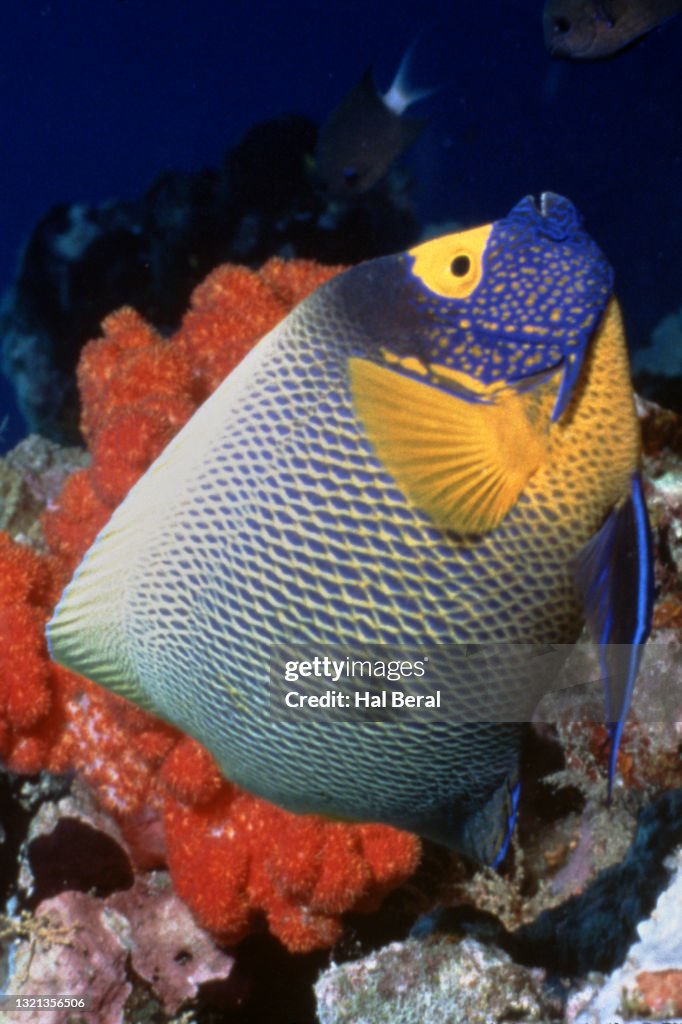 Yellow-Mask Angelfish