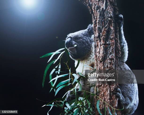 koala eating eucalyptus leaves - koala eating stock-fotos und bilder