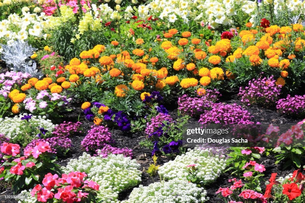 Colorful flowers display