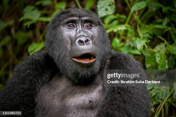 the close up view of adult mountain gorilla (gorilla beringei beringei) feeding - gorilla eating stock pictures, royalty-free photos & images