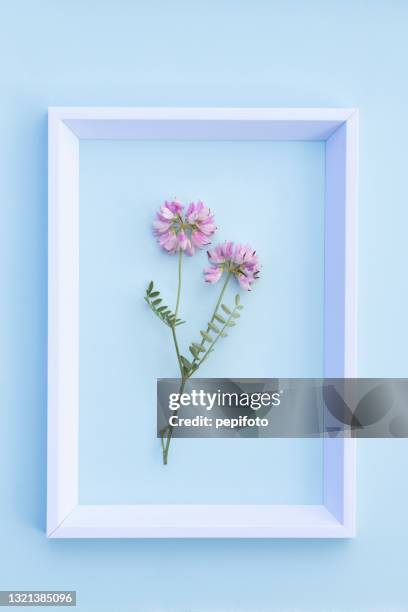 3 107点の水色 花のストックフォト Getty Images 3 107点の水色 花のストックフォト Getty Images
