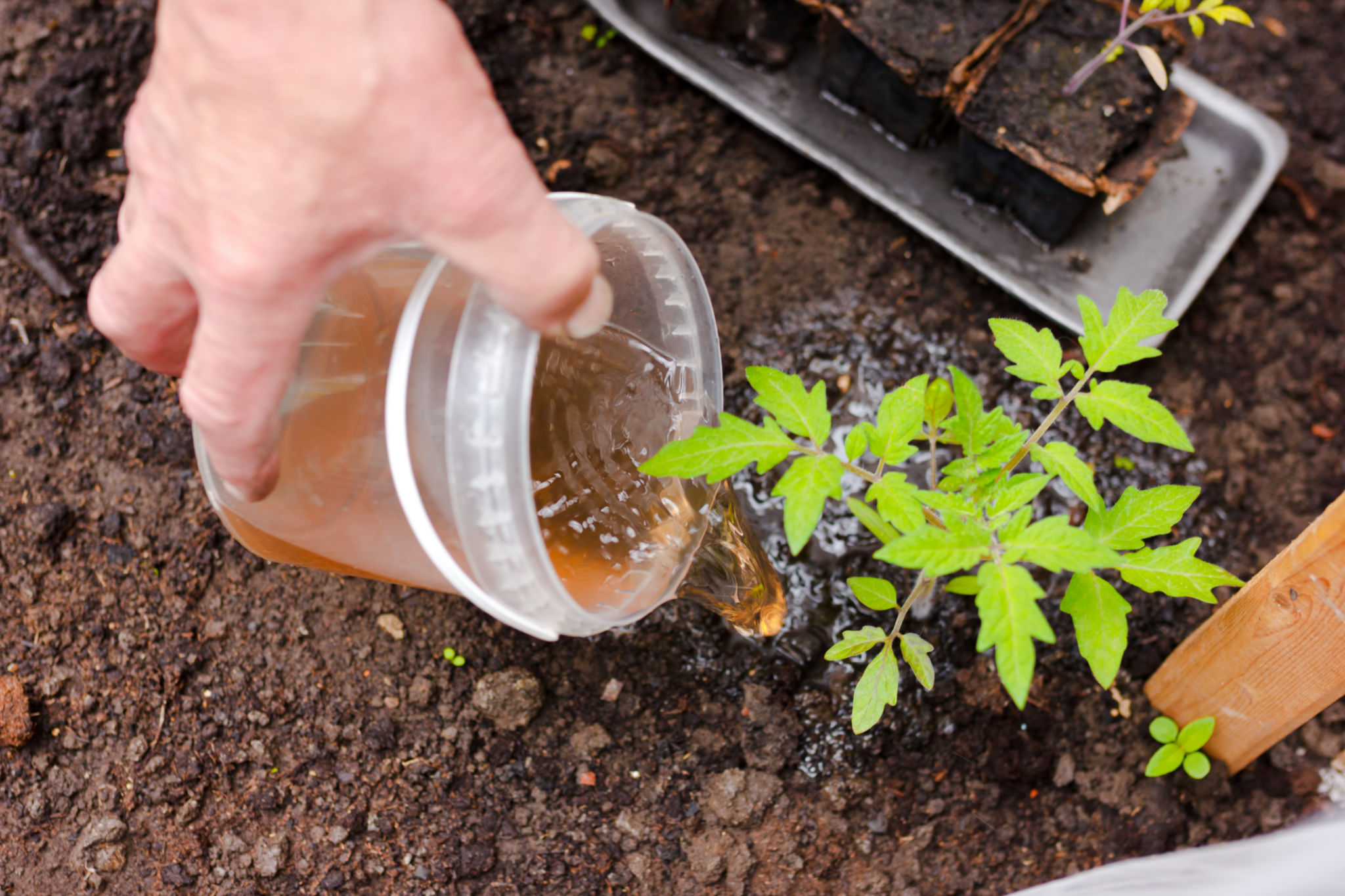 organic plant fertilizer