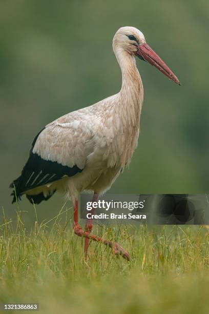 white stork portrait on field - biosphere planet earth stock pictures, royalty-free photos & images