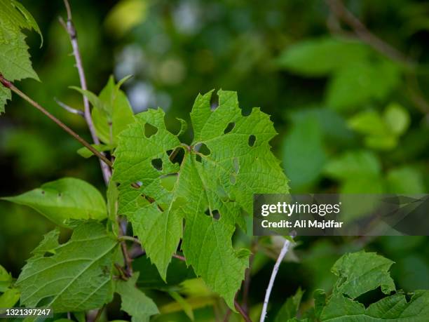 pest effect on leaves - aphid stockfoto's en -beelden