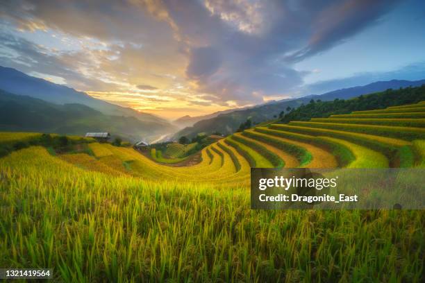 paddy rice terraces in countryside area of mu cang chai, yen bai, mountain hills valley in vietnam. - sapa vietnam stock pictures, royalty-free photos & images