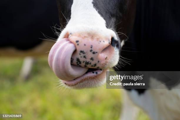 cow tongue picking nose - animal nose foto e immagini stock