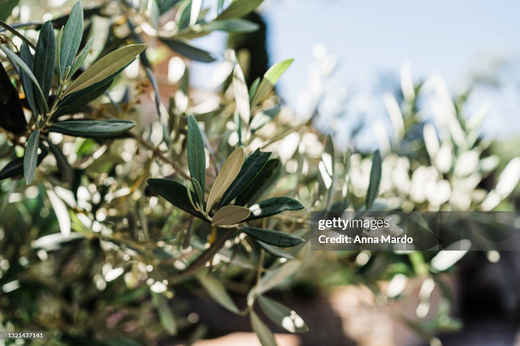 Close Up of olive tree leaves