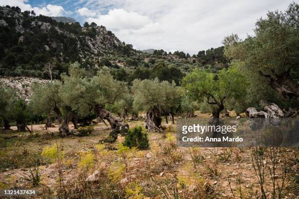 field of olive trees - olive tree imagens e fotografias de stock