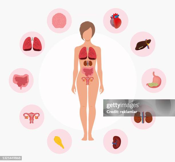 menschliche anatomie. weiblicher körper mit organsystemdiagramm. medizin visuell, lehrmittel, studienleitfaden bildungskonzept. - human-digestive-system-diagram stock-grafiken, -clipart, -cartoons und -symbole