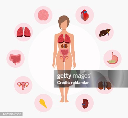 Human Anatomy Female Body With Organ System Diagram Medicine Visual Teaching Aid Study Guide Education Concept High-Res Vector Graphic - Getty Images Human Anatomy Female Body With Organ System Diagram Medicine Visual Teaching Aid Study Guide Education Concept High-Res Vector Graphic - Getty Images