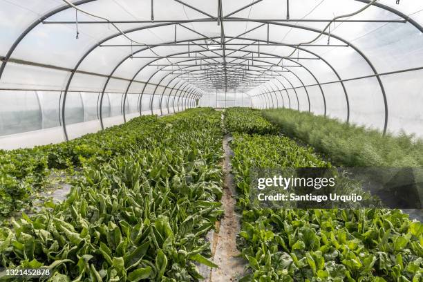 parsley, chard and fennel crops on a greenhouse - hainaut 個照片及圖片檔